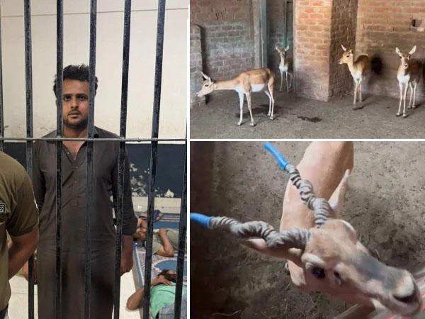 عید پر کالے ہرنوں کی قربانی کا اعلان کرنے والا گرفتار، سات کالے ہرن برآمد